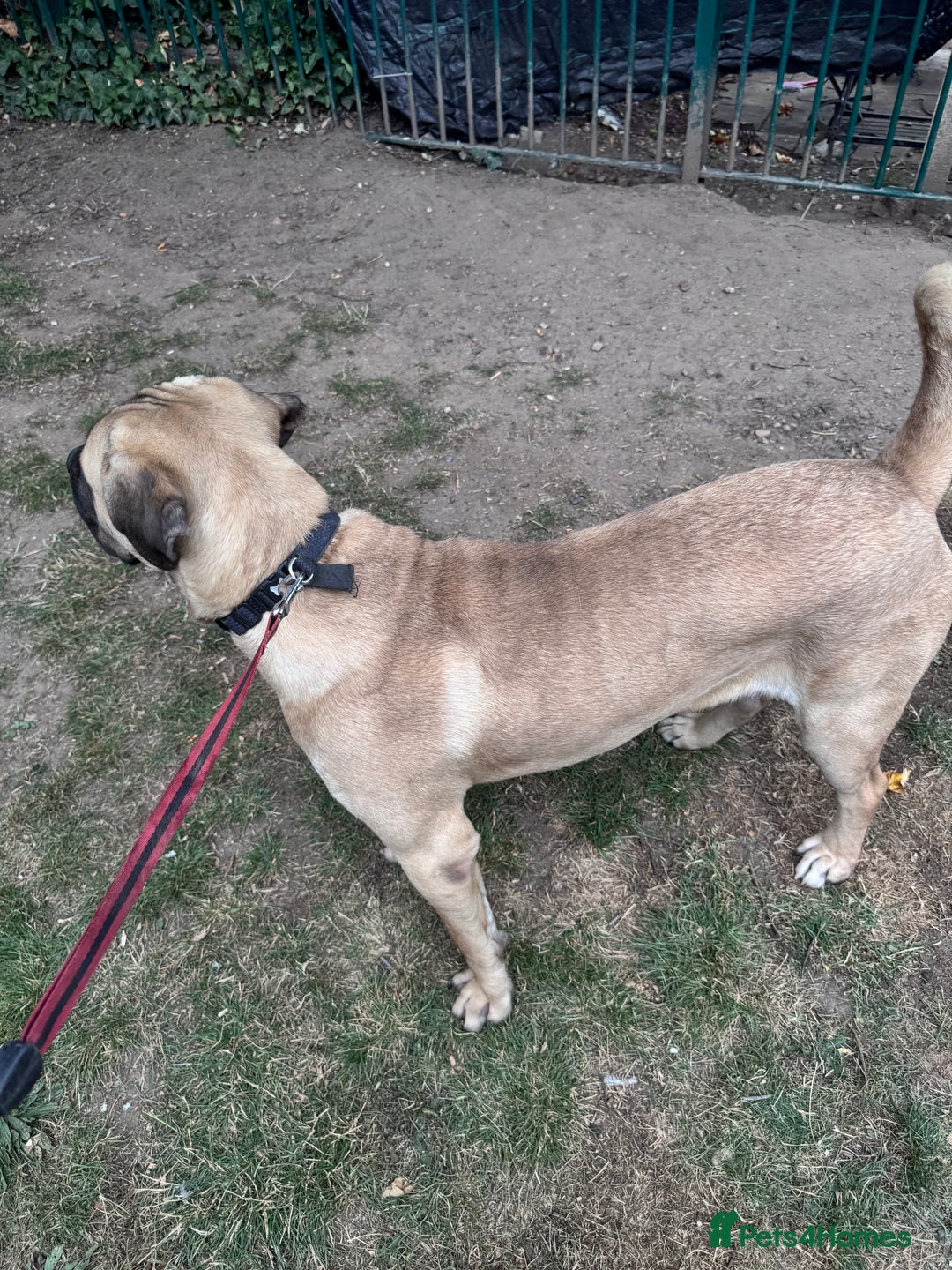 Cane Corso dogs for sale: Cane Corso Male - Image 11