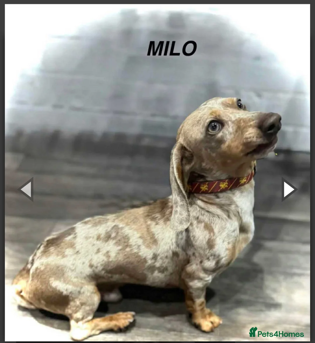 Dachshund dogs for sale: Miniature Dachshund Puppies - Advert 12