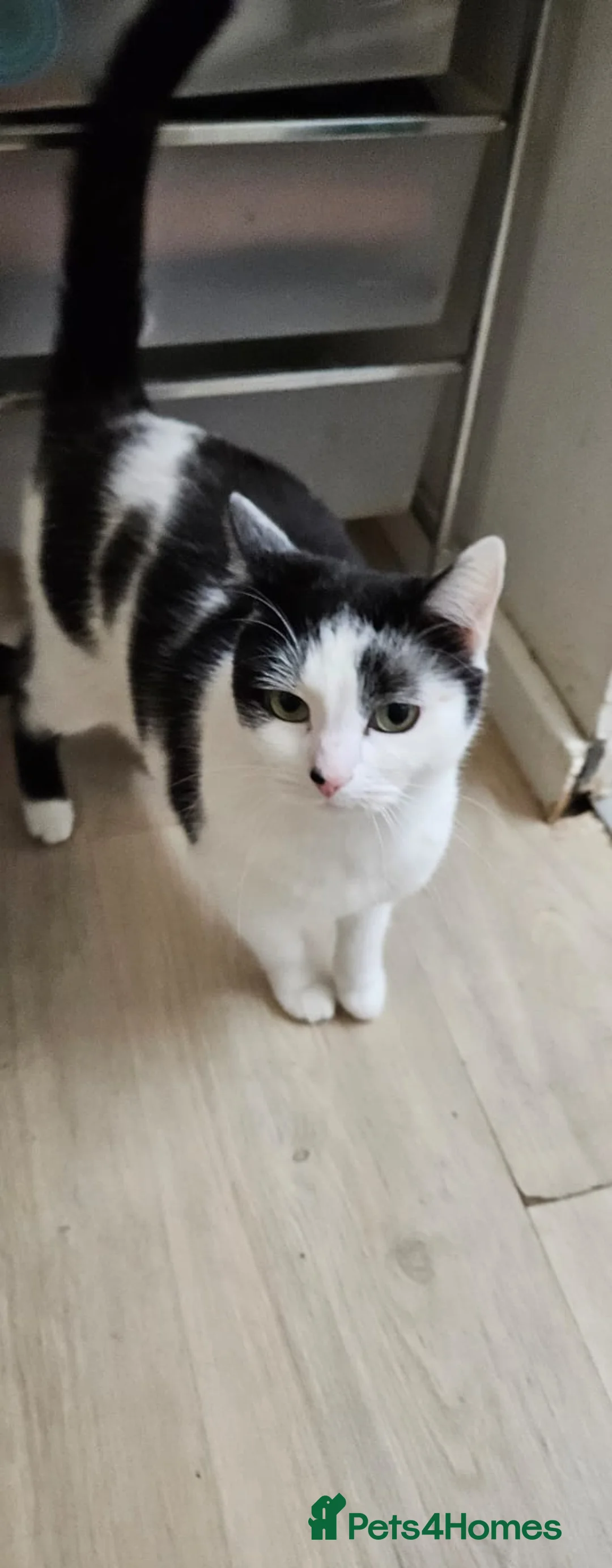 Mixed Breed cats for adoption: Beautiful Boo looking for a home in Hook - Advert 5