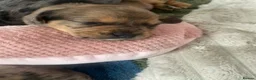 Mixed Breed dogs for sale: Biscuits, Oreo and Cup Cake in Maidstone - Advert 14