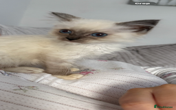 Ragdoll cats for sale: Stunning chocolate seal ragdoll girl - Advert 2