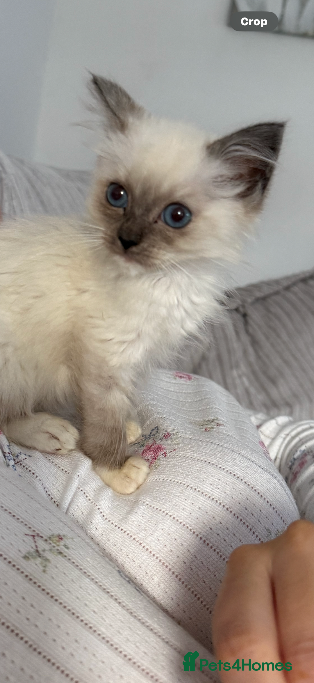 Ragdoll cats for sale: Stunning chocolate seal ragdoll girl - Advert 2