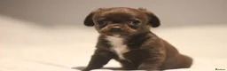 Chihuahua dogs for sale: KC Registered Quality Chihuahua puppies  - Advert 7