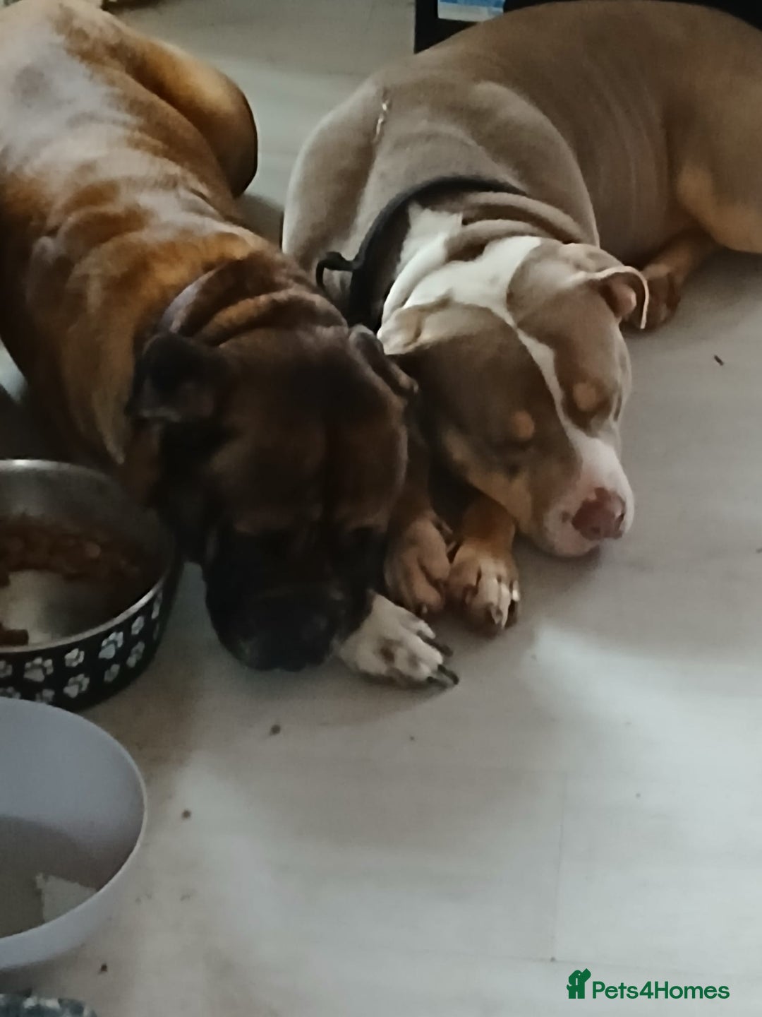 Mixed Breed dogs for sale: Boxer ballmastiff x pups - Advert 1