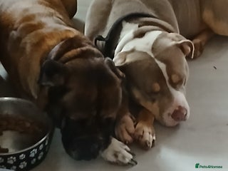 Mixed Breed dogs Boxer ballmastiff x pups - Advert 1