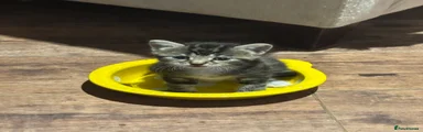 Lolita