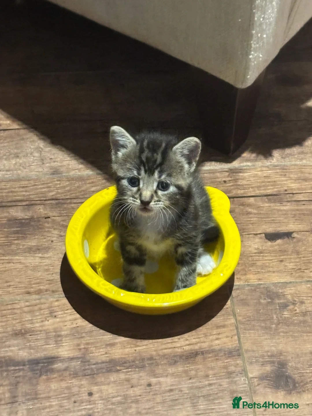 Mixed Breed cats for sale: Adorable Bengal x Shorthair Kittens - Advert 2