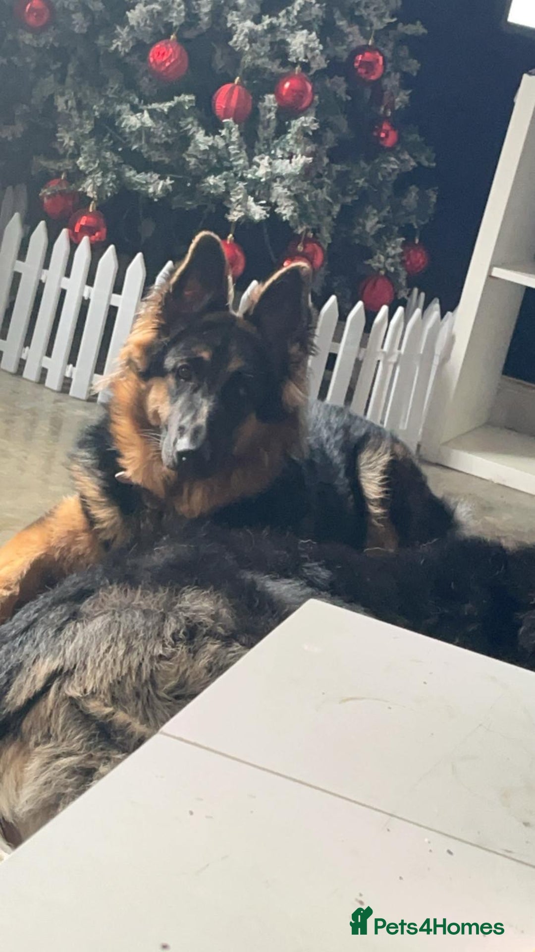 German Shepherd dogs for sale: Female German shepherd - Advert 1