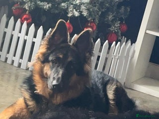 German Shepherd dogs Female German shepherd - Advert 1