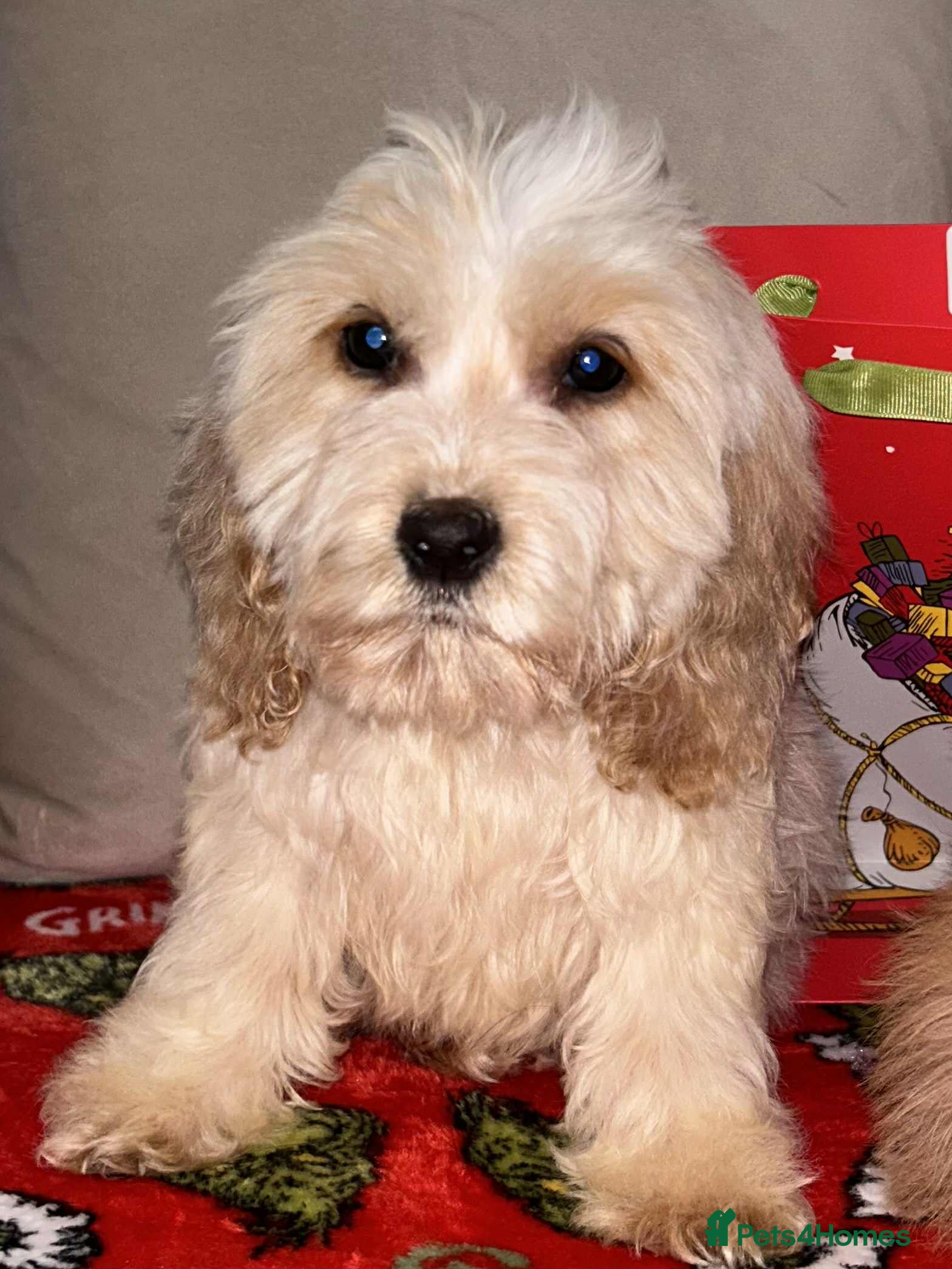 Cockapoo dogs Stunning cockapoo puppies - Advert 15