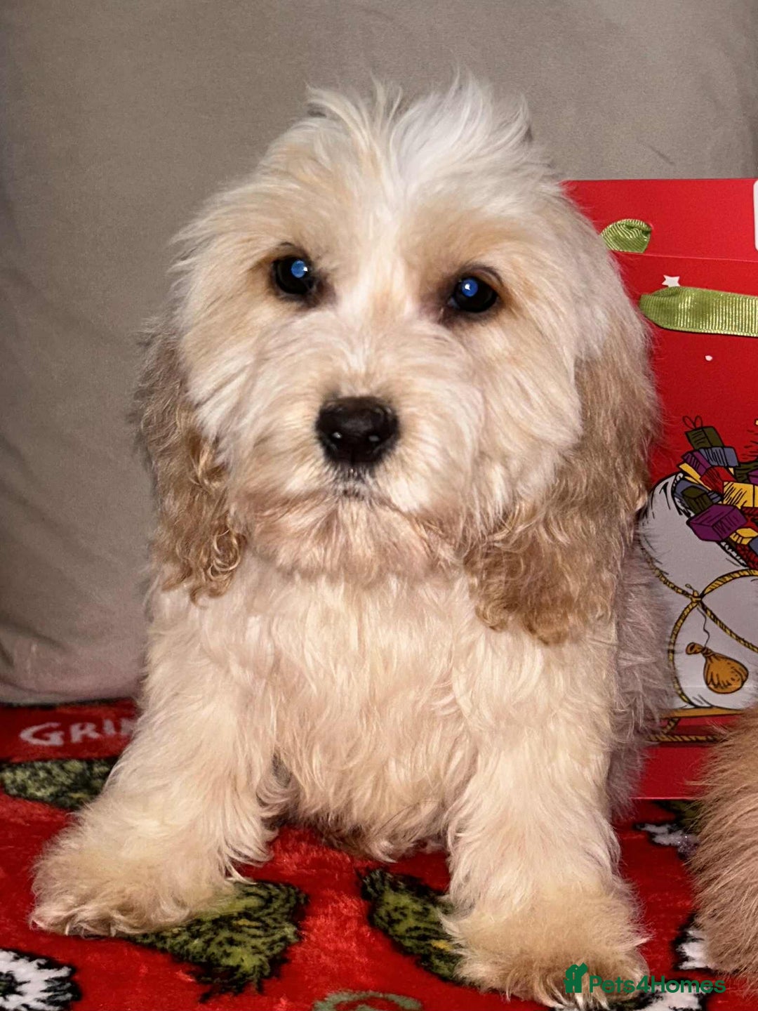 Cockapoo dogs for sale: Stunning cockapoo puppies - Advert 1