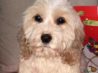 Cockapoo dogs Stunning cockapoo puppies - Advert 18