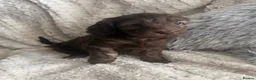 Cockapoo dogs for sale: Chocolate/Silver beige Multigen puppies - Advert 14