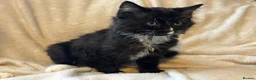 Ragcoon cats for sale: Only 2 beautiful boy Ragcoon's left  - Advert 18