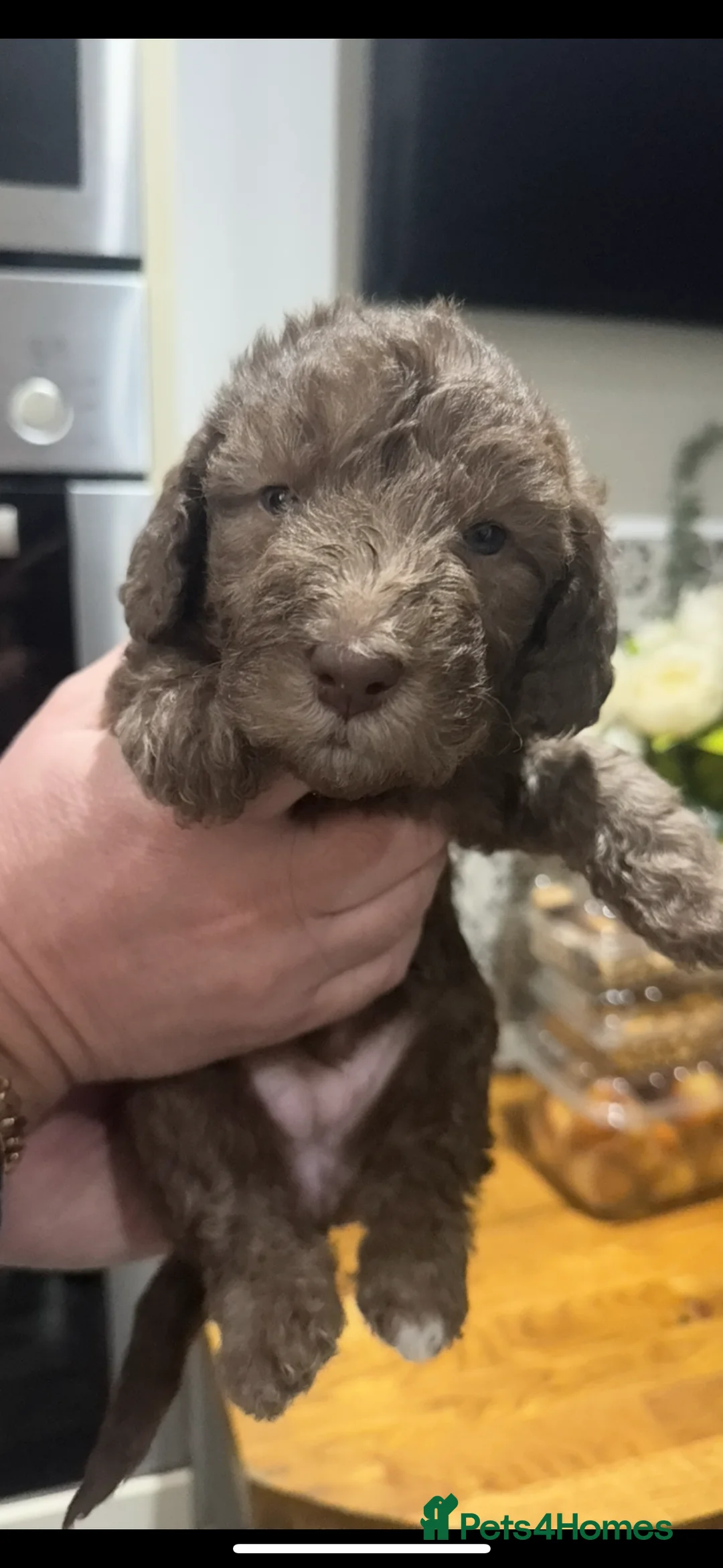 Bedlington Terrier dogs for sale: KC Registered Bedlington Terrier Pups  - Advert 10