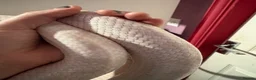 Corn Snake reptiles for sale: Male and female corn snakes  - Advert 6