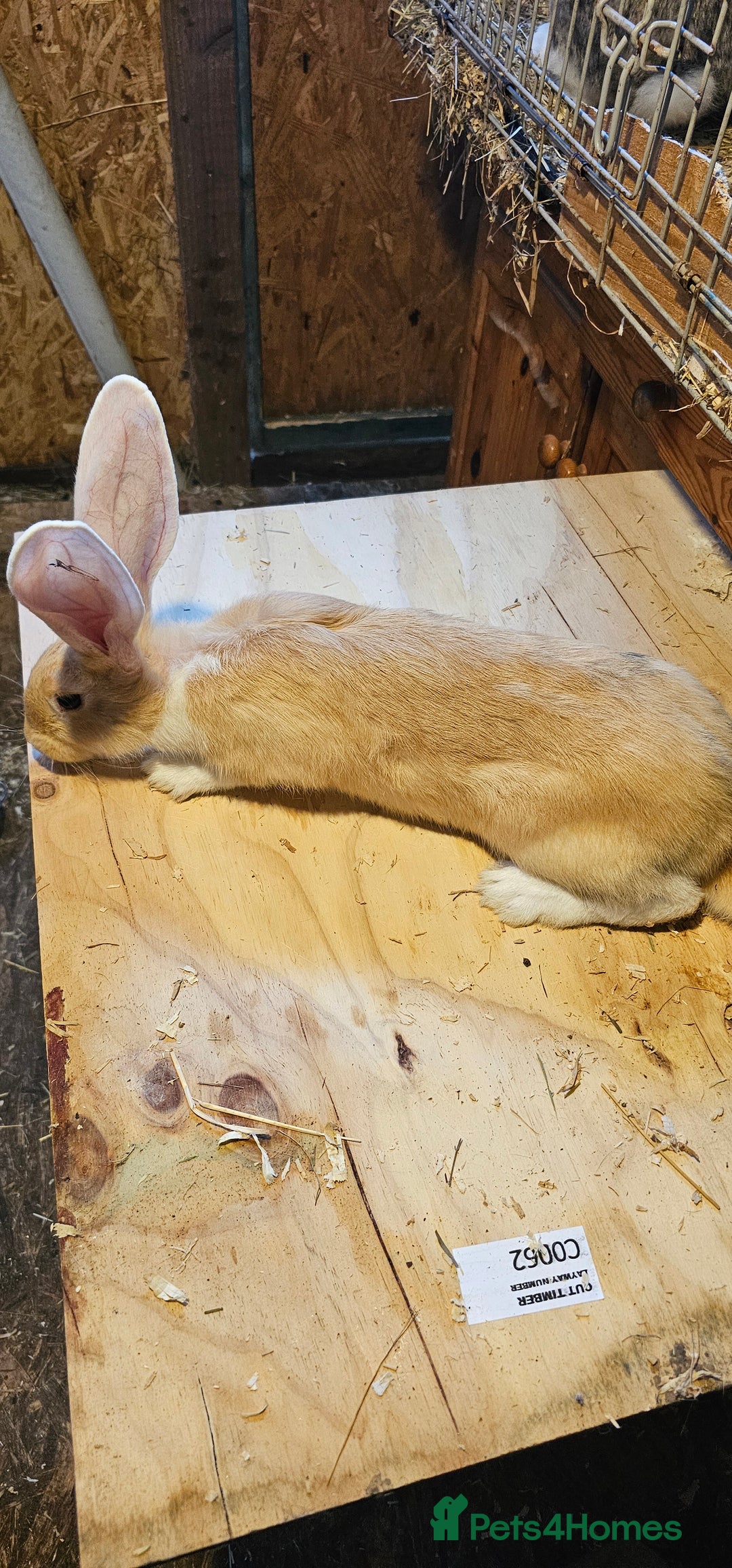 Continental Giant rabbits for sale: Continental Giants Merle - Image 5