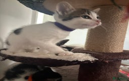 Mixed Breed cats for sale: Beautiful mixed breed kittens - Image 9