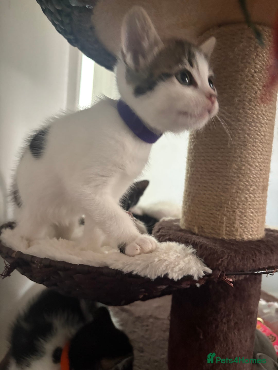 Mixed Breed cats for sale: Beautiful mixed breed kittens - Image 9
