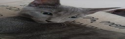Russian Blue cats for sale: Russian blue cats - Advert 2