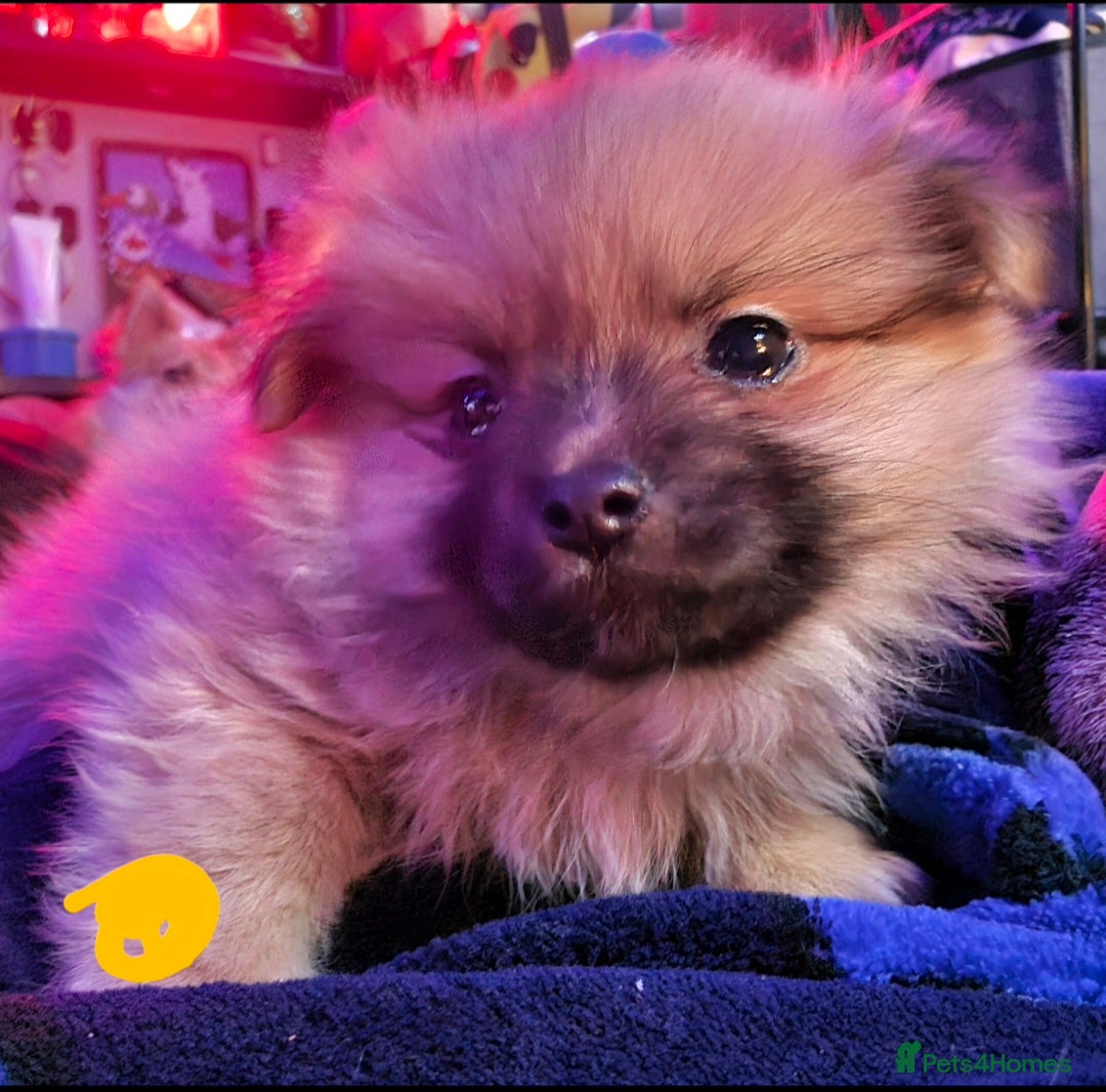 Pomchi dogs Pomchi puppies for sale 2 left boys ready to go - Advert 1