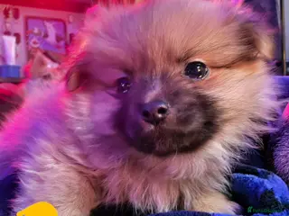 Pomchi dogs Pomchi puppies for sale 2 left boys ready to go - Advert 1