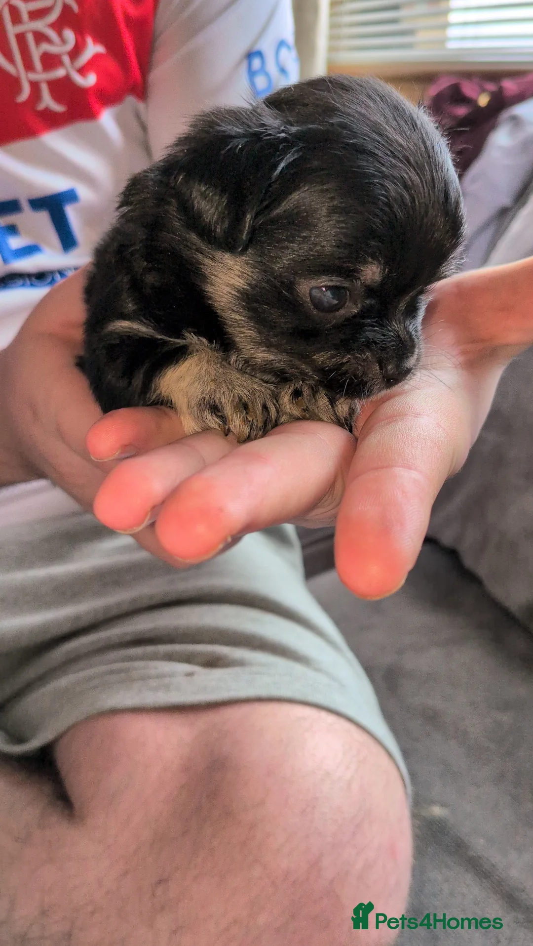 Chihuahua dogs for sale: Beautiful Chihuahua Puppies  - Advert 1