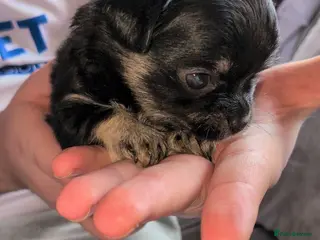 Chihuahua dogs Beautiful Chihuahua Puppies - Advert 1