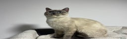 British Shorthair cats for sale: British shorthair 1year old girl - Advert 2