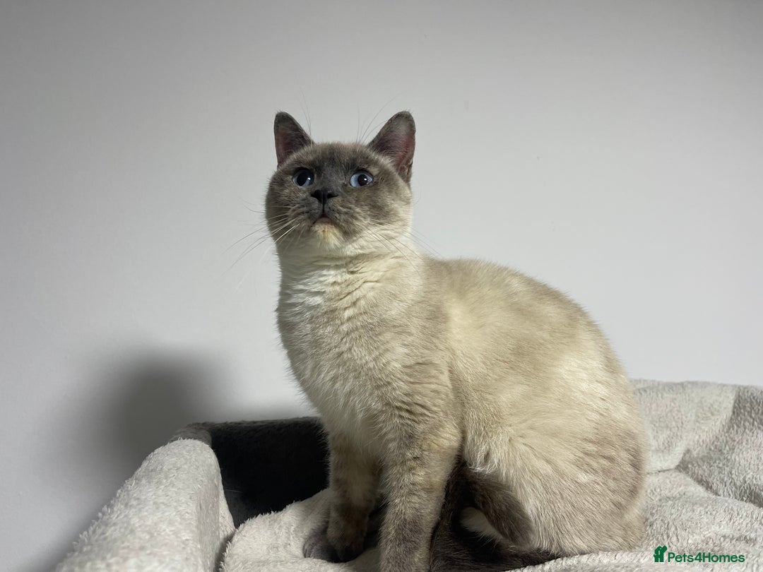 British Shorthair cats for sale: British shorthair 1year old girl - Advert 2