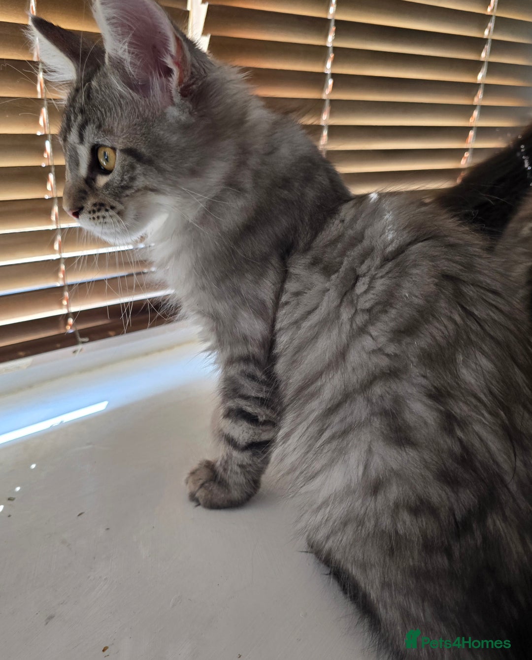 Maine Coon cats for sale: One girl left 💙  - Image 11