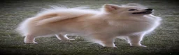 German Spitz dogs for sale: *** Beautiful Cream German Spitz *** - Advert 4