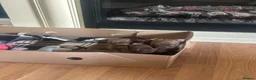 Chihuahua dogs for sale:  Cute Chocolate Chihuahuas  - Advert 6