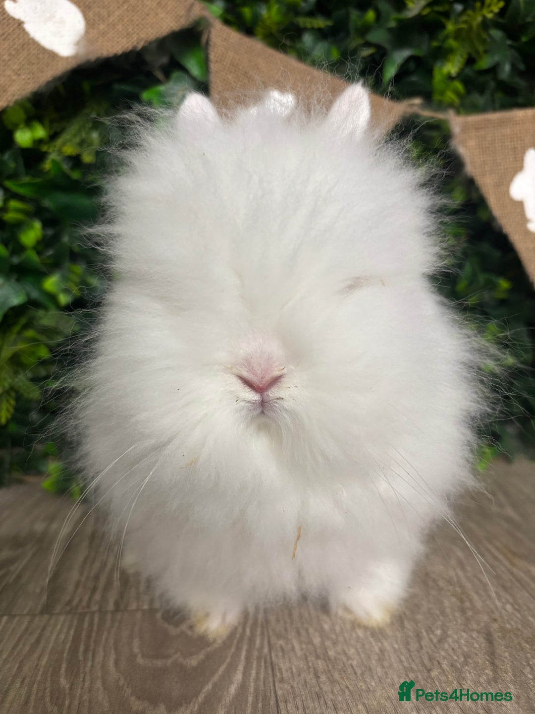Lionhead rabbits for sale: BEAUTIFUL BABY LIONHEAD BUNNIES  - Advert 3