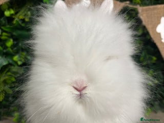 Lionhead rabbits BEAUTIFUL BABY LIONHEAD BUNNIES - Advert 1