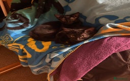 Mixed Breed cats for sale: 2 black sister kittens-bonded pair (£100 together) - Image 9