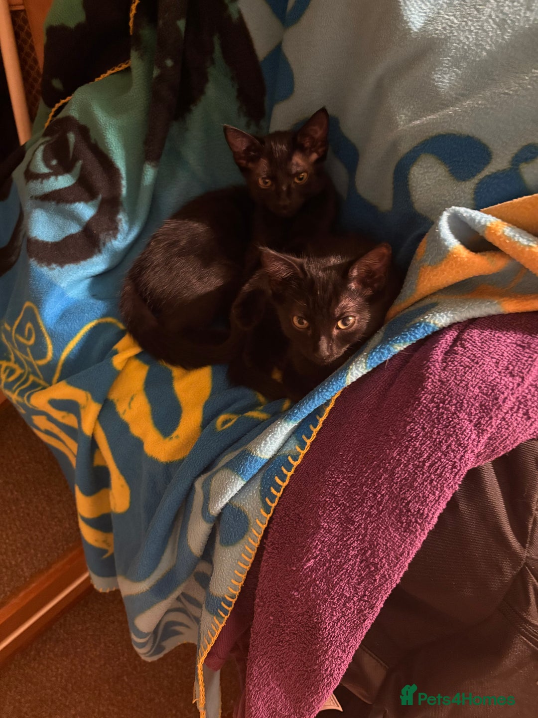 Mixed Breed cats for sale: 2 black sister kittens-bonded pair (£100 together) - Image 9