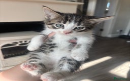 Mixed Breed cats for sale: 4 beautiful kittens left available soon! - Image 9