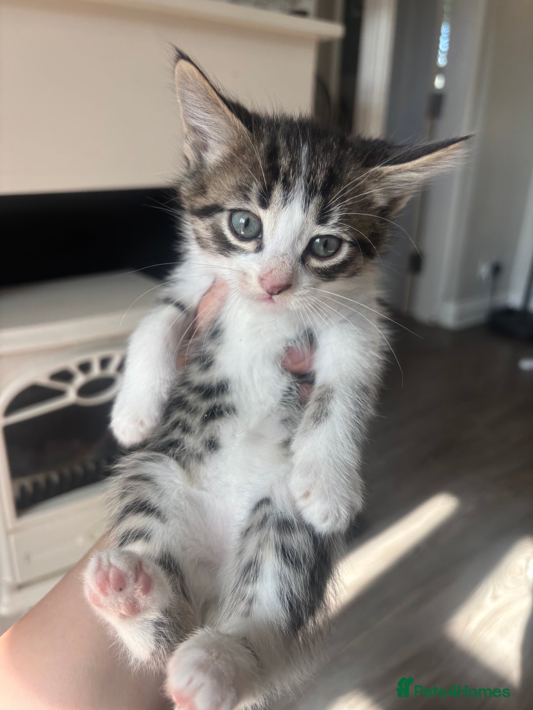 Mixed Breed cats for sale: 4 beautiful kittens left available soon! - Image 9