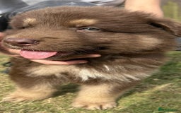 German Shepherd dogs for sale: German Shepherd Puppies – Ready Soon! 🐾 - Image 3