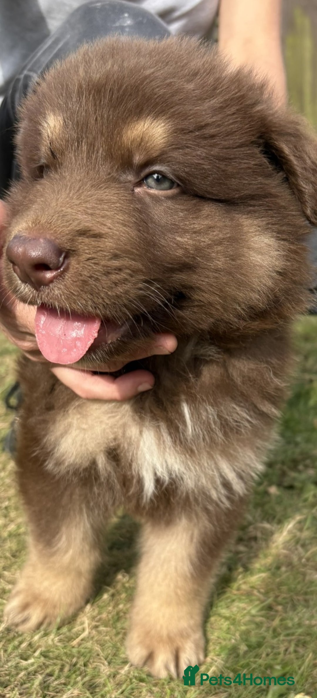 German Shepherd dogs for sale: German Shepherd Puppies – Ready Soon! 🐾 - Image 3