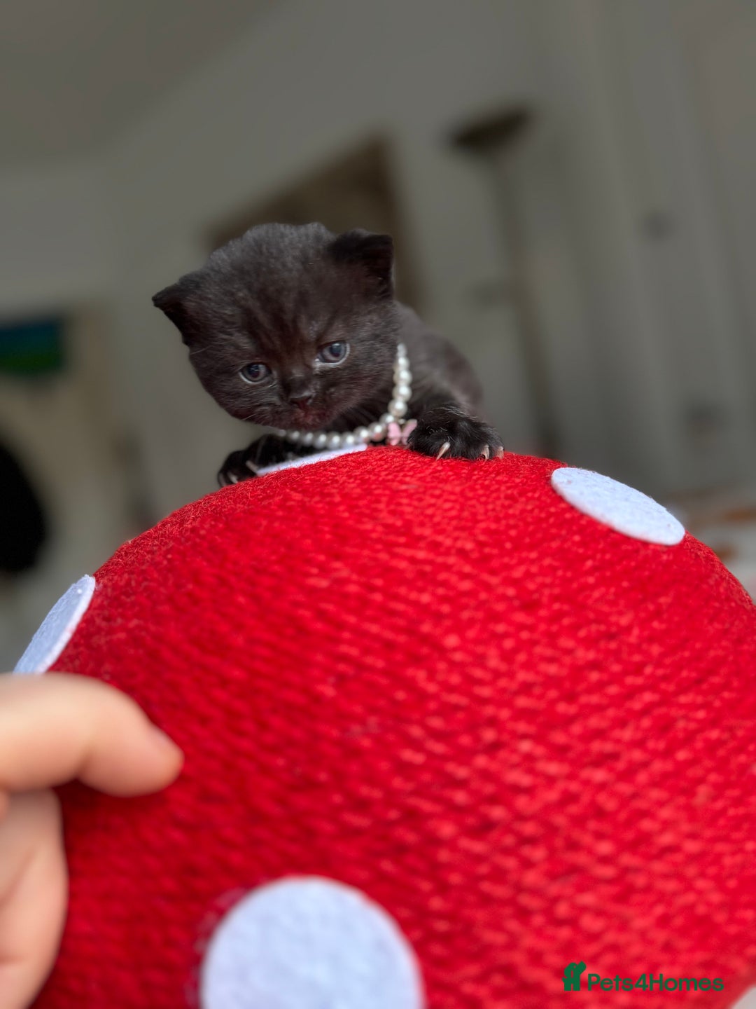 British Shorthair cats for sale:  LAST 3 British shorthair BLUE AND BLACK - Advert 2