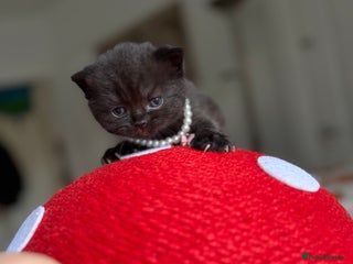 British Shorthair cats LAST 3 British shorthair BLUE AND BLACK - Advert 4