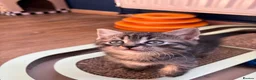 Bombay cats for sale: 2 sweet girls for sale - Advert 4