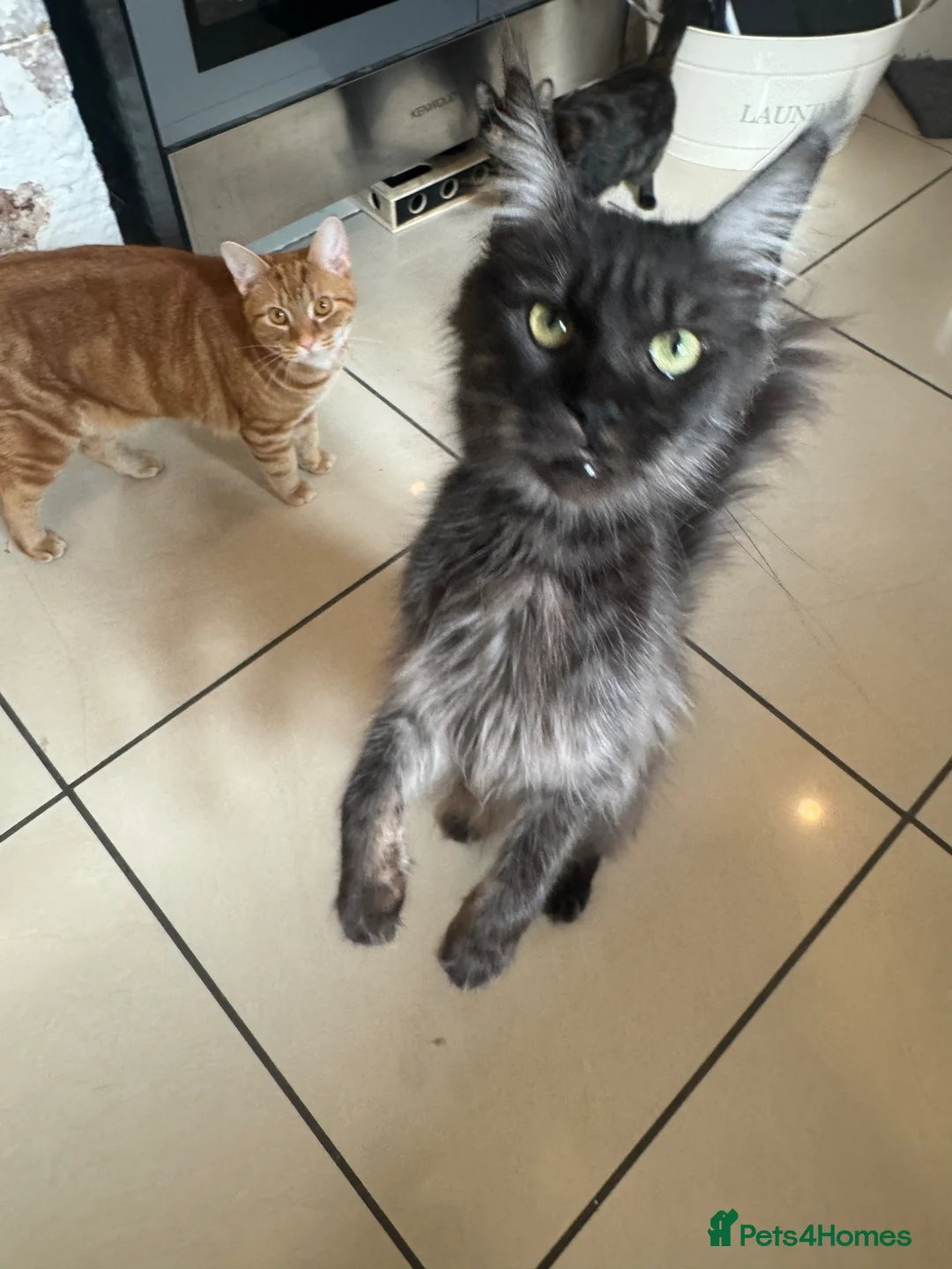Maine Coon cats for sale: Beautiful 1 yr old Maine Coone  in Clacton-on-Sea - Advert 2