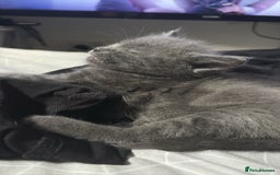 British Shorthair cats for sale: Missy & her 3 kittens & adopted rescue kitten scar - Image 11