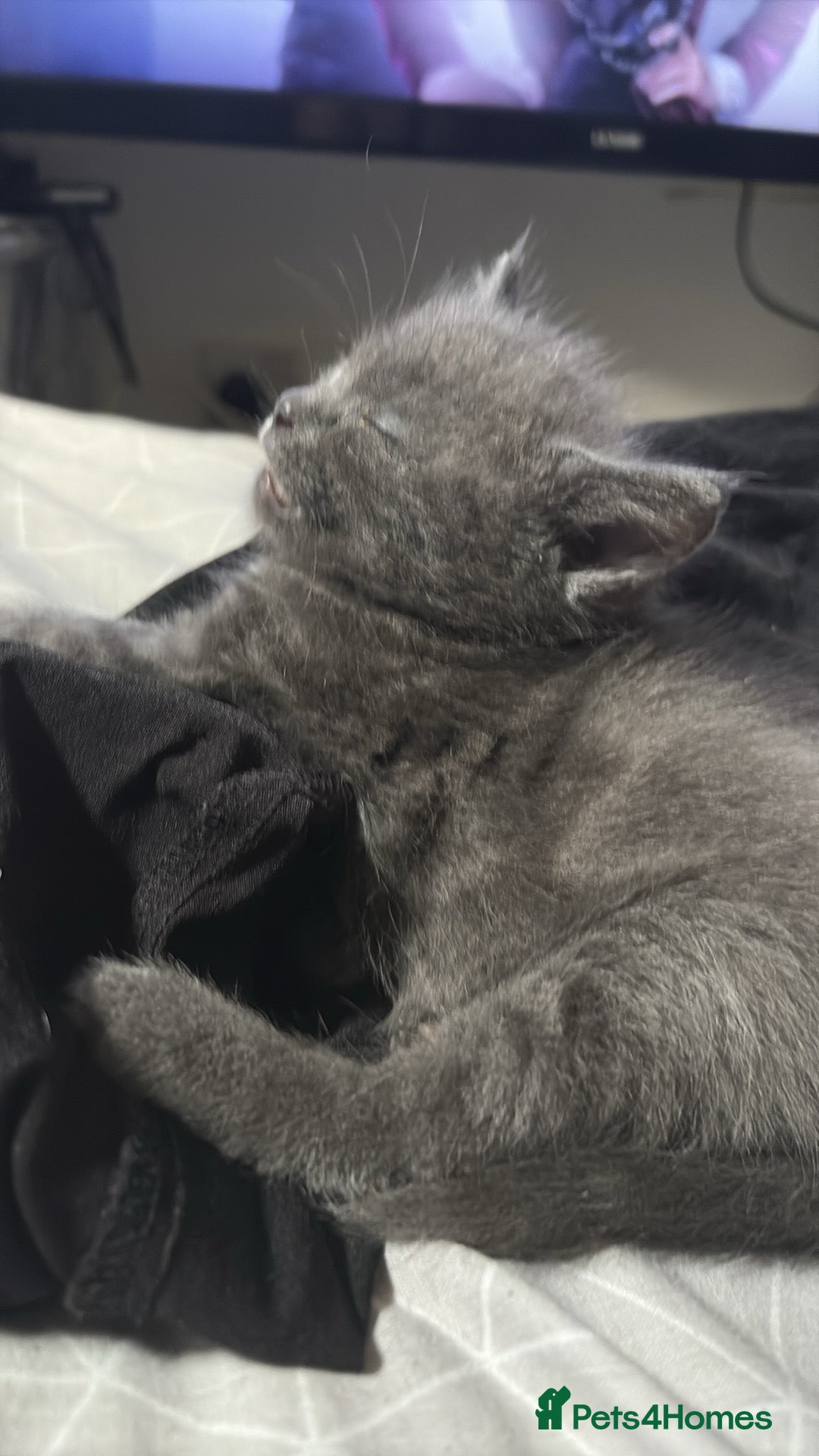 British Shorthair cats for sale: Missy & her 3 kittens & adopted rescue kitten scar - Image 11