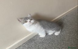 Exotic cats for sale: White & Grey Male Kitten Exotic Shorthair - Image 2