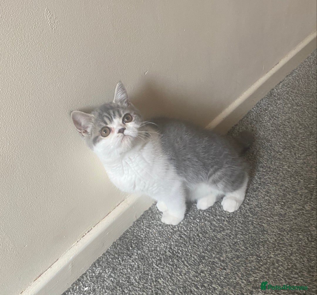 Exotic cats for sale: White & Grey Male Kitten Exotic Shorthair - Image 2