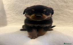 Rottweiler dogs for sale: ROTTWEILER PUPPIES. KC REG. - Advert 31